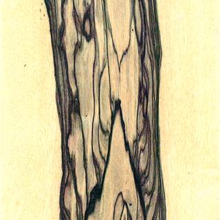 黑白檀 Black and White Ebony